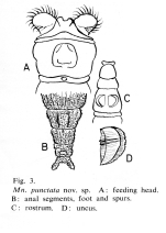 Mniobia punctata - Original description image