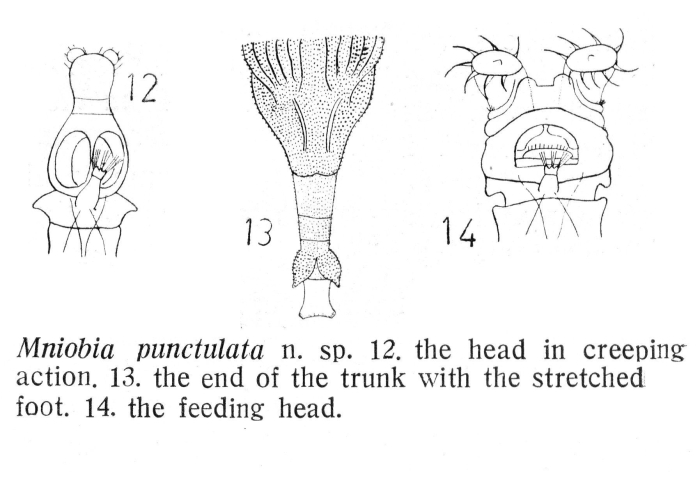 Mniobia punctulata - Original description image