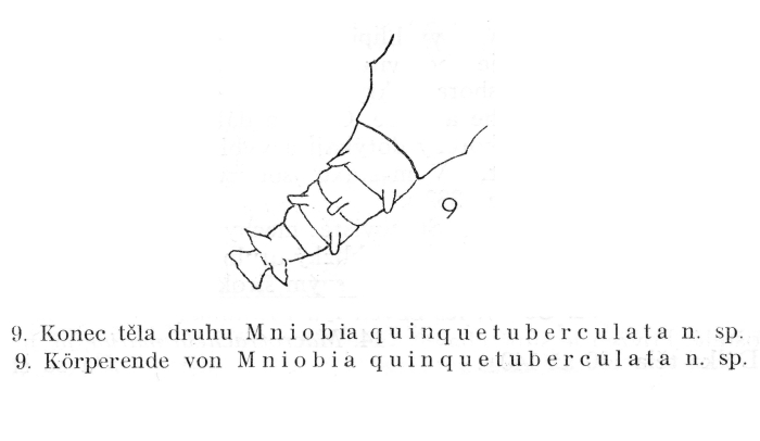 Mniobia quinquetuberculata - Original description image