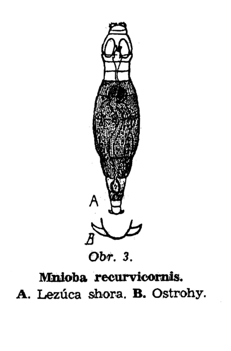 Mniobia recurvicornis - Original description image