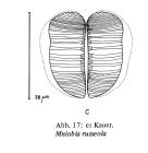 Mniobia russeola