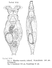 Mniobia russeola