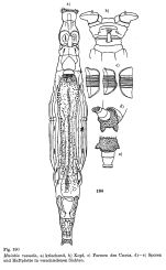 Mniobia russeola