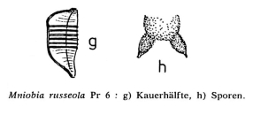 Mniobia russeola