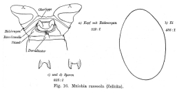 Mniobia russeola