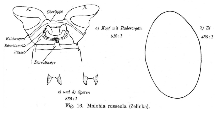 Mniobia russeola Mniobia russeola