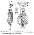 Mniobia russeola