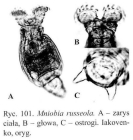 Mniobia russeola