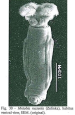 Mniobia russeola