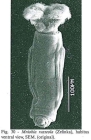 Mniobia russeola