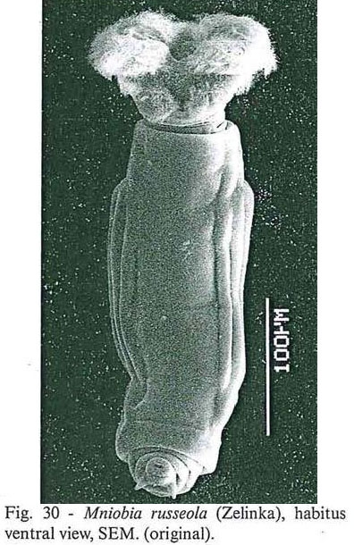 Mniobia russeola Mniobia russeola