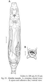 Mniobia russeola