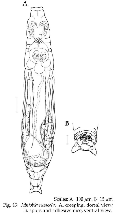 Mniobia russeola Mniobia russeola