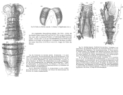 Mniobia russeola