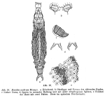 Mniobia scabrosa