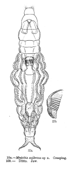 Mniobia scabrosa