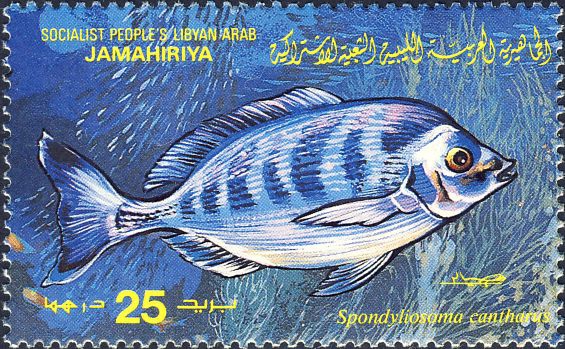 Spondyliosoma cantharus Spondyliosoma cantharus