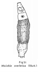 Mniobia scarlatina