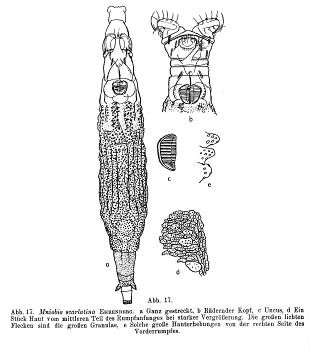 Mniobia scarlatina Mniobia scarlatina