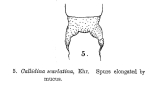 Mniobia scarlatina