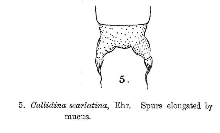 Mniobia scarlatina Mniobia scarlatina