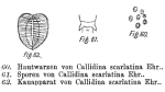Mniobia scarlatina