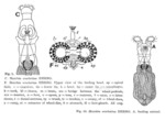Mniobia scarlatina