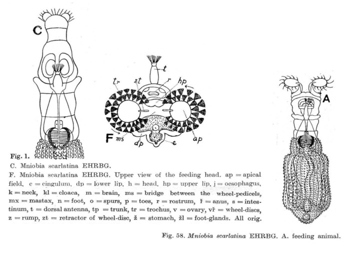 Mniobia scarlatina Mniobia scarlatina