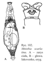Mniobia scarlatina