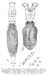 Mniobia scarlatina