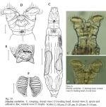 Mniobia scarlatina