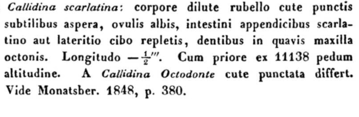 Mniobia scarlatina Mniobia scarlatina