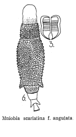 Mniobia scarlatina f. angulata