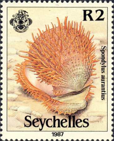 Spondylus aurantius Spondylus aurantius