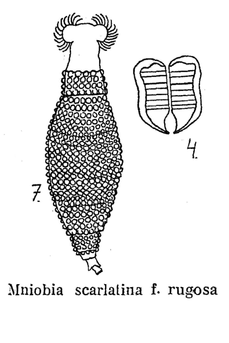 Mniobia scarlatina f. rugosa - Original description image
