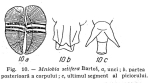 Mniobia setifera