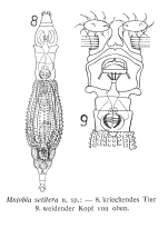 Mniobia setifera - Original description image
