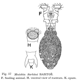 Mniobia storkani