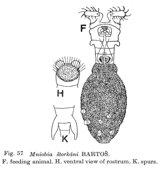 Mniobia storkani Mniobia storkani
