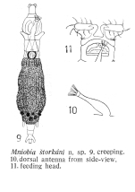 Mniobia storkani - Original description image