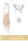 Mniobia symbiotica