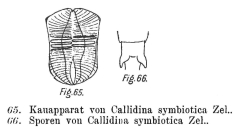 Mniobia symbiotica