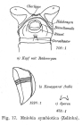 Mniobia symbiotica