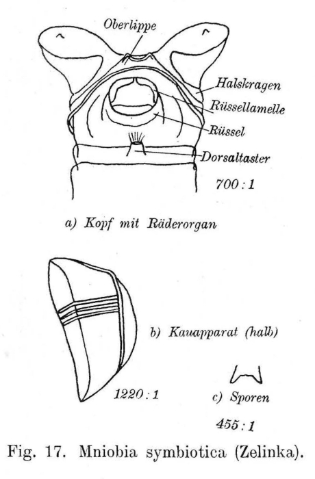 Mniobia symbiotica Mniobia symbiotica