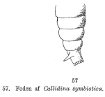 Mniobia symbiotica