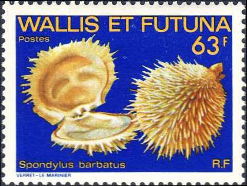 Spondylus barbatus Spondylus barbatus