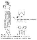Mniobia symbiotica