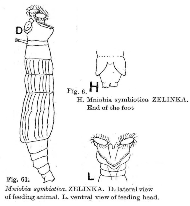 Mniobia symbiotica Mniobia symbiotica