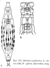 Mniobia symbiotica