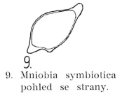 Mniobia symbiotica